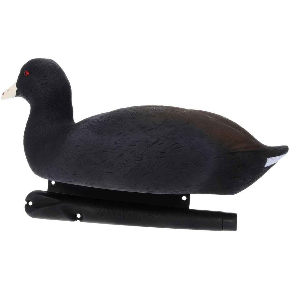 Avian X Top Flight Coot Duck Decoys - 6 Pack 4 Avian X Top Flight Coot Duck Decoys - 6 Pack