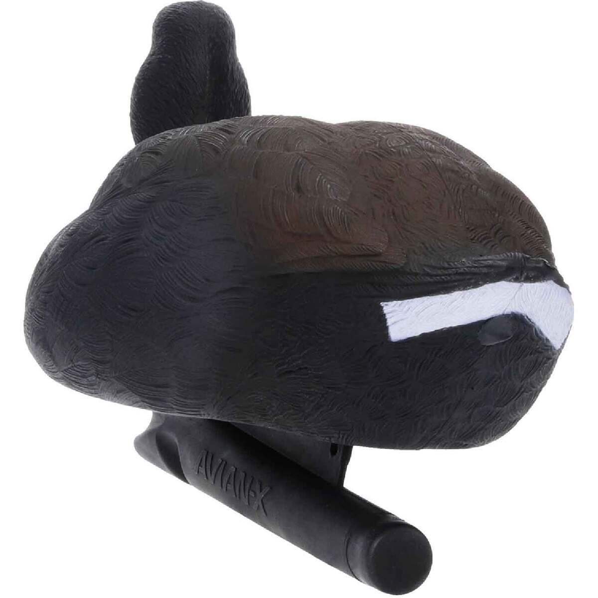 Avian X Top Flight Coot Duck Decoys - 6 Pack 5 Avian X Top Flight Coot Duck Decoys - 6 Pack