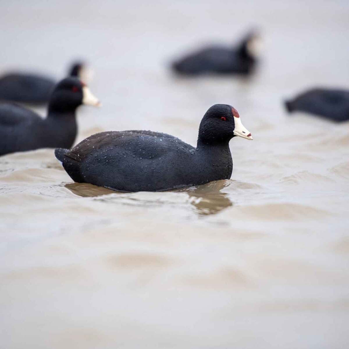 Avian X Top Flight Coot Duck Decoys - 6 Pack 6 Avian X Top Flight Coot Duck Decoys - 6 Pack