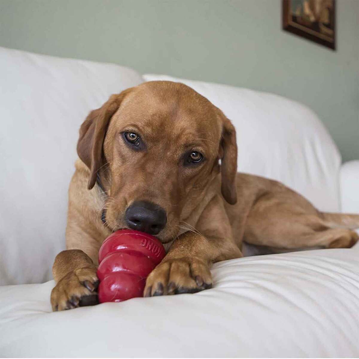 KONG Snacks Bacon and Cheese Dog Treats - Large