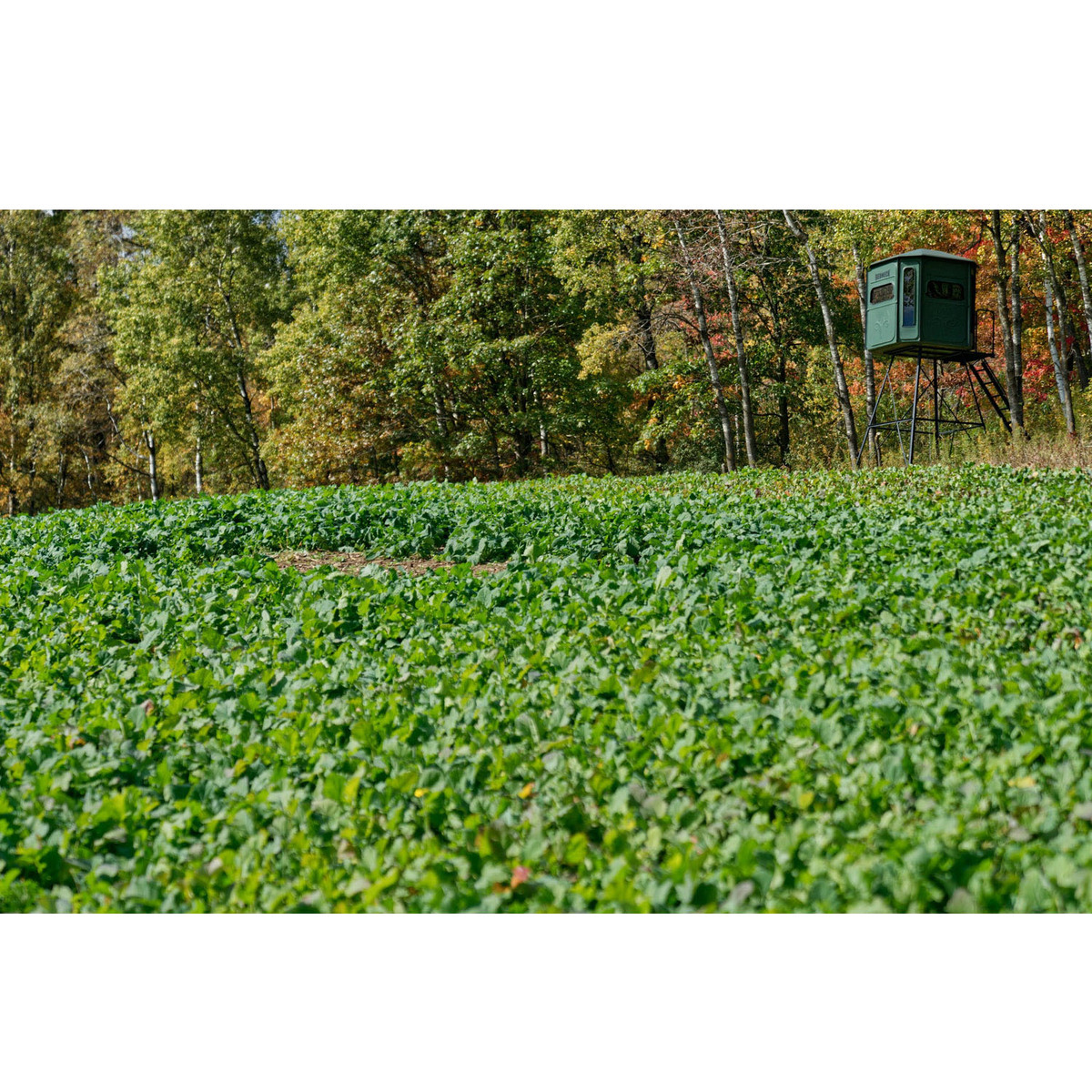 Domain Outdoor Sugar Momma Deer Food Plot Mix 4 Domain Outdoor Sugar Momma Deer Food Plot Mix