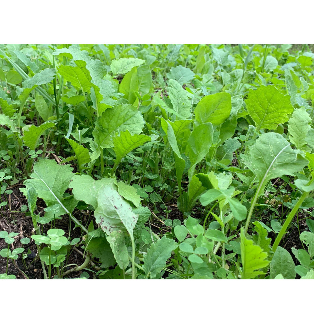 Domain Outdoor Sugar Momma Deer Food Plot Mix 5 Domain Outdoor Sugar Momma Deer Food Plot Mix