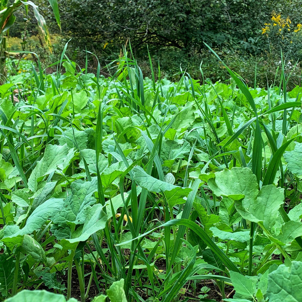 Domain Outdoor Green Machine Deer Food Plot Mix 6 Domain Outdoor Green Machine Deer Food Plot Mix