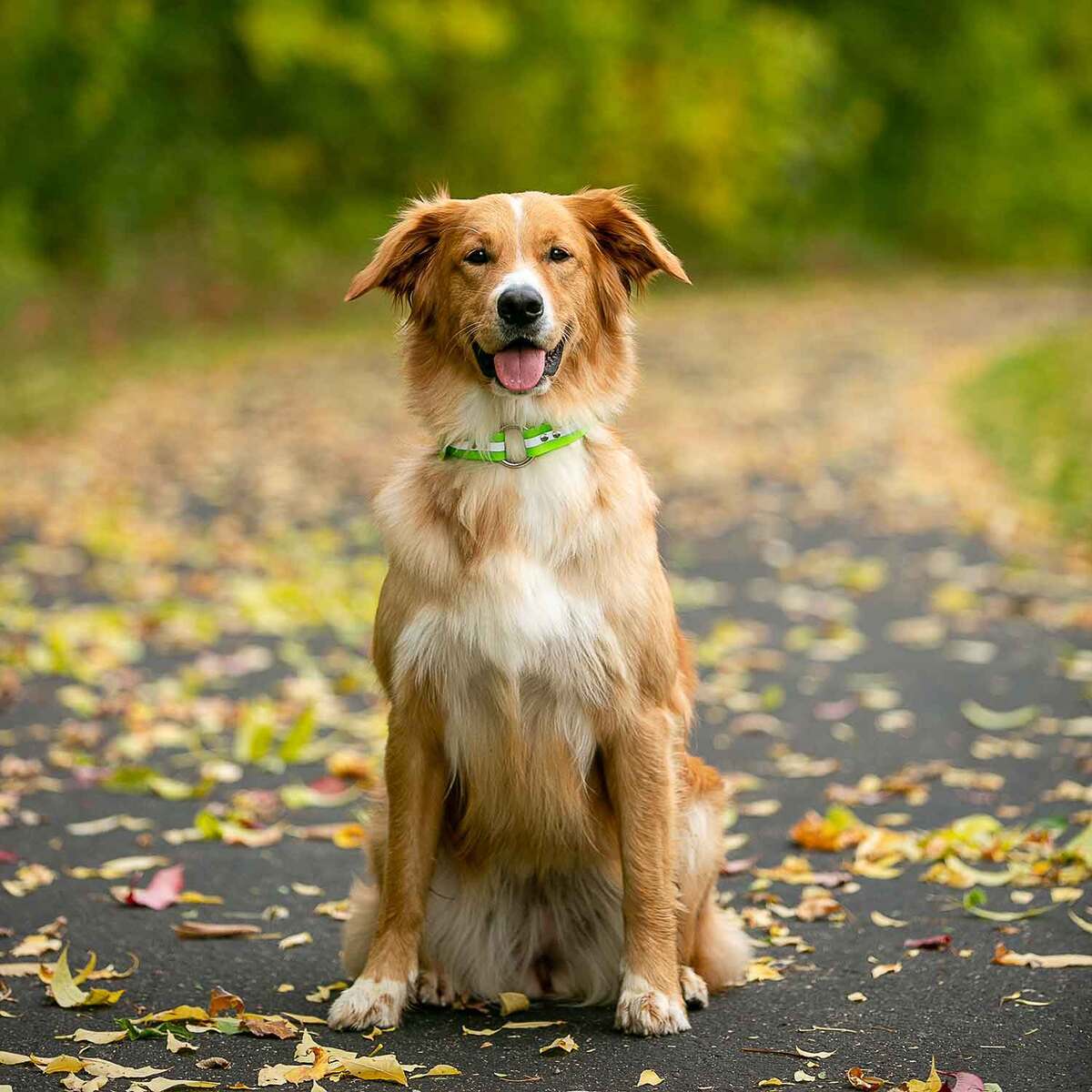 ROCT Outdoors Upland Field Collar w/ Reflective Band Traditional Collar 4 ROCT Outdoors Upland Field Collar w/ Reflective Band Traditional Collar