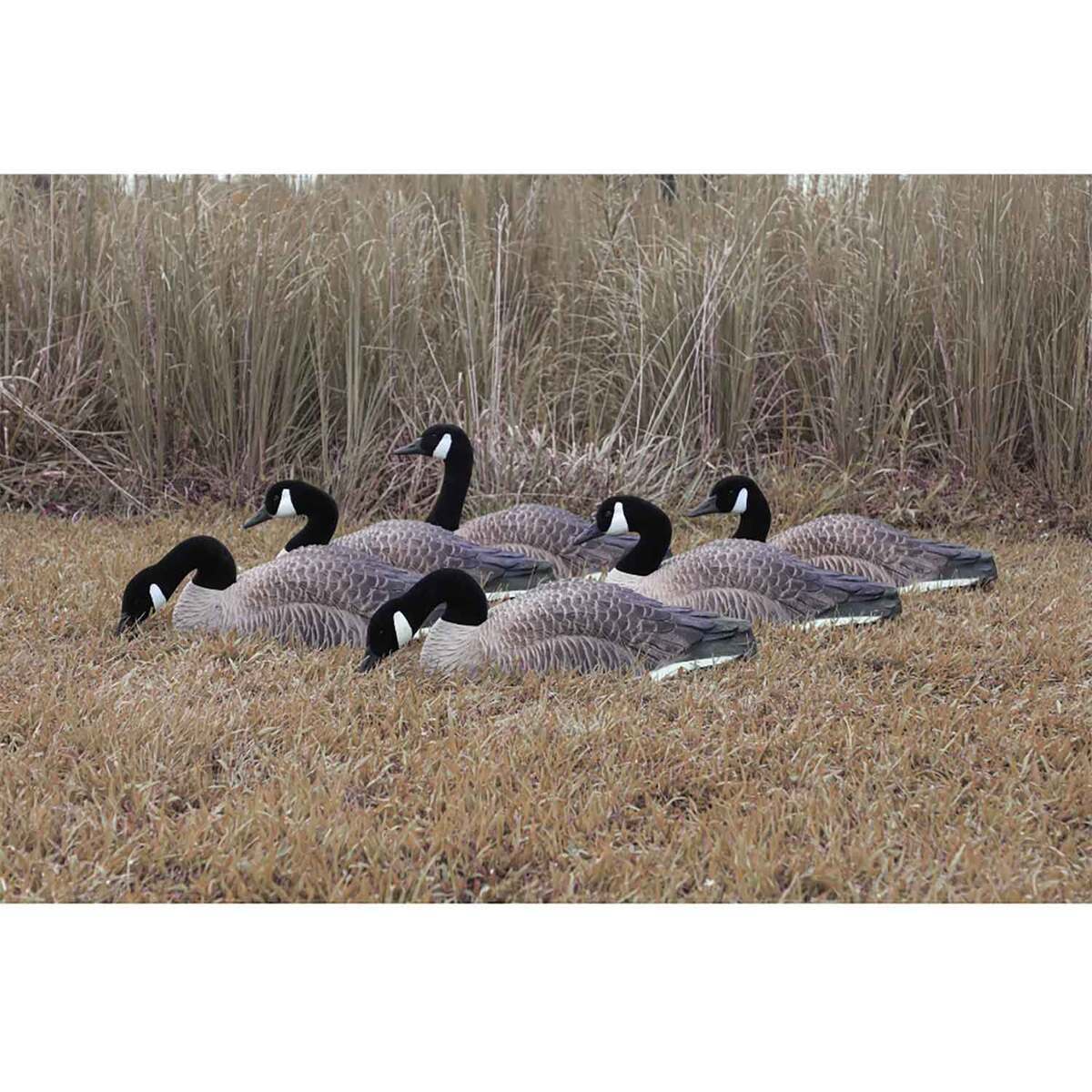 Higdon Magnum Half-Shell Canada Goose Decoy - 6 Pack 4 Higdon Magnum Half-Shell Canada Goose Decoy - 6 Pack