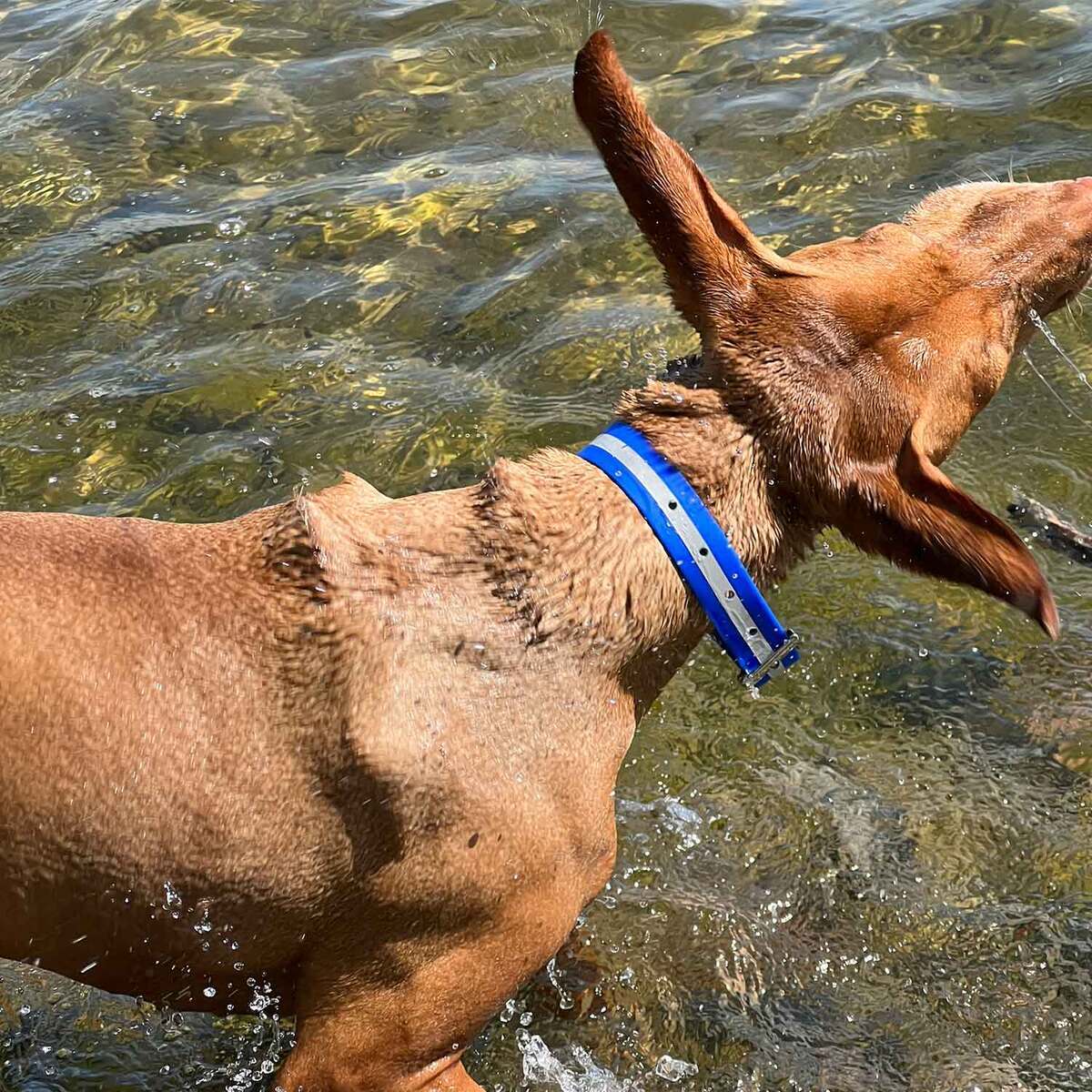 ROCT Outdoors Upland Field w/ Reflective Band Traditional Collar 3 ROCT Outdoors Upland Field w/ Reflective Band Traditional Collar
