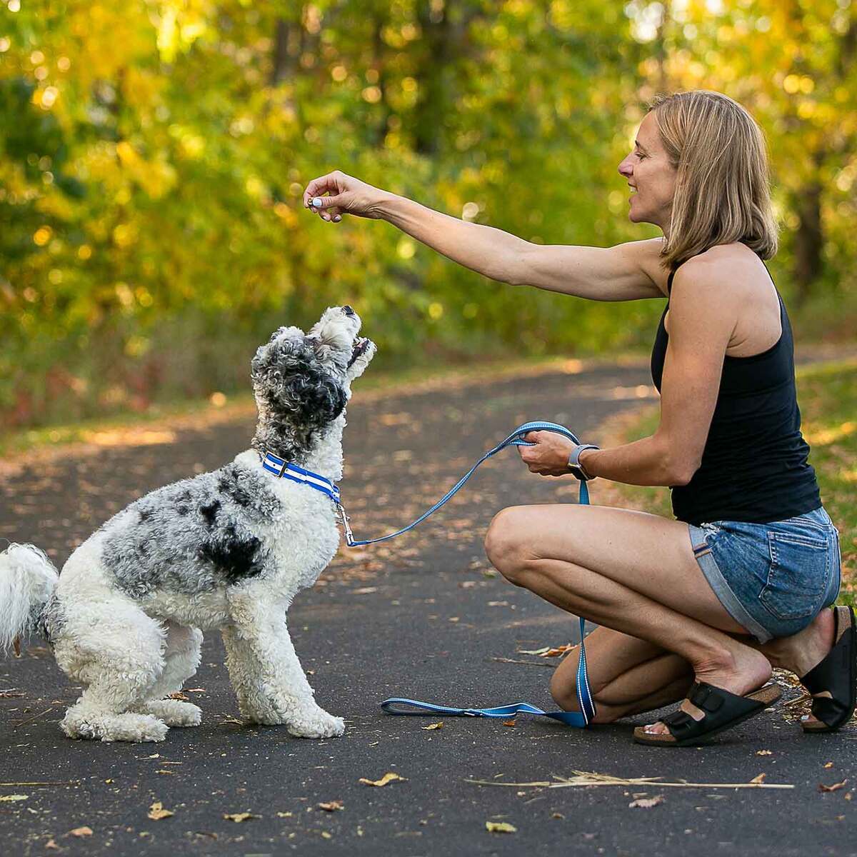 ROCT Outdoors Upland Field w/ Reflective Band Traditional Collar 4 ROCT Outdoors Upland Field w/ Reflective Band Traditional Collar