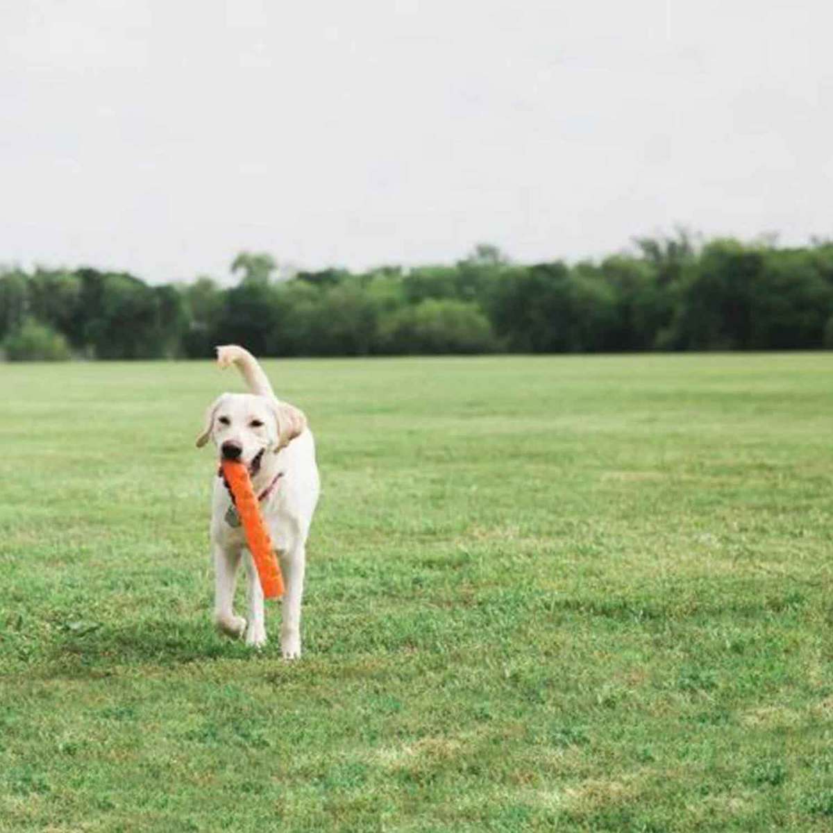 Chuckit Breath Right Fetch Stick - Large 3 Chuckit Breath Right Fetch Stick - Large