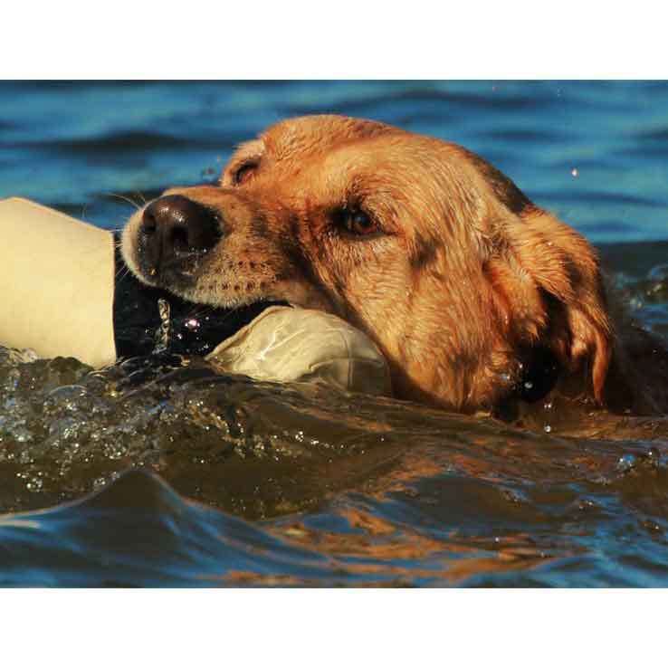 DT Systems White Launcher Dummy 3 DT Systems White Launcher Dummy