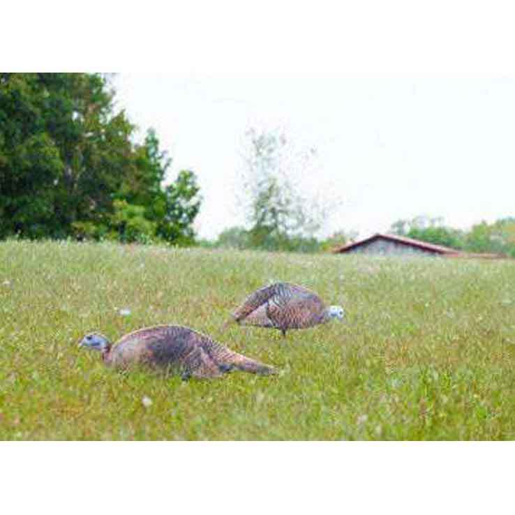 Montana Decoy Dinner Belle Feeding Hen Turkey Decoy