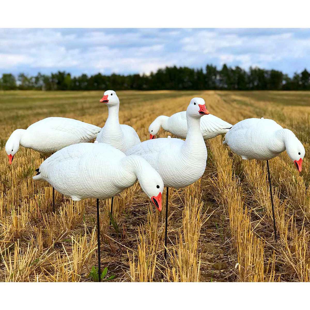 White Rock Decoys EVAC Series Fullbody Snow Goose Decoys - 6 Pack