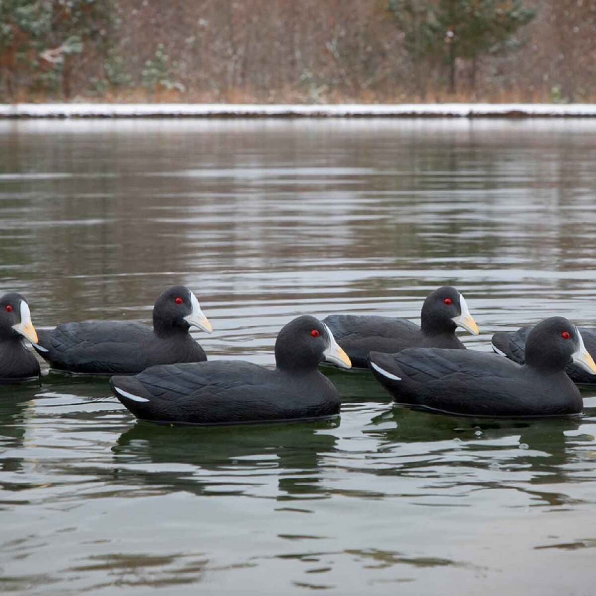 Higdon Decoys Standard Coot Duck Decoys - 6 Pack 3 Higdon Decoys Standard Coot Duck Decoys - 6 Pack
