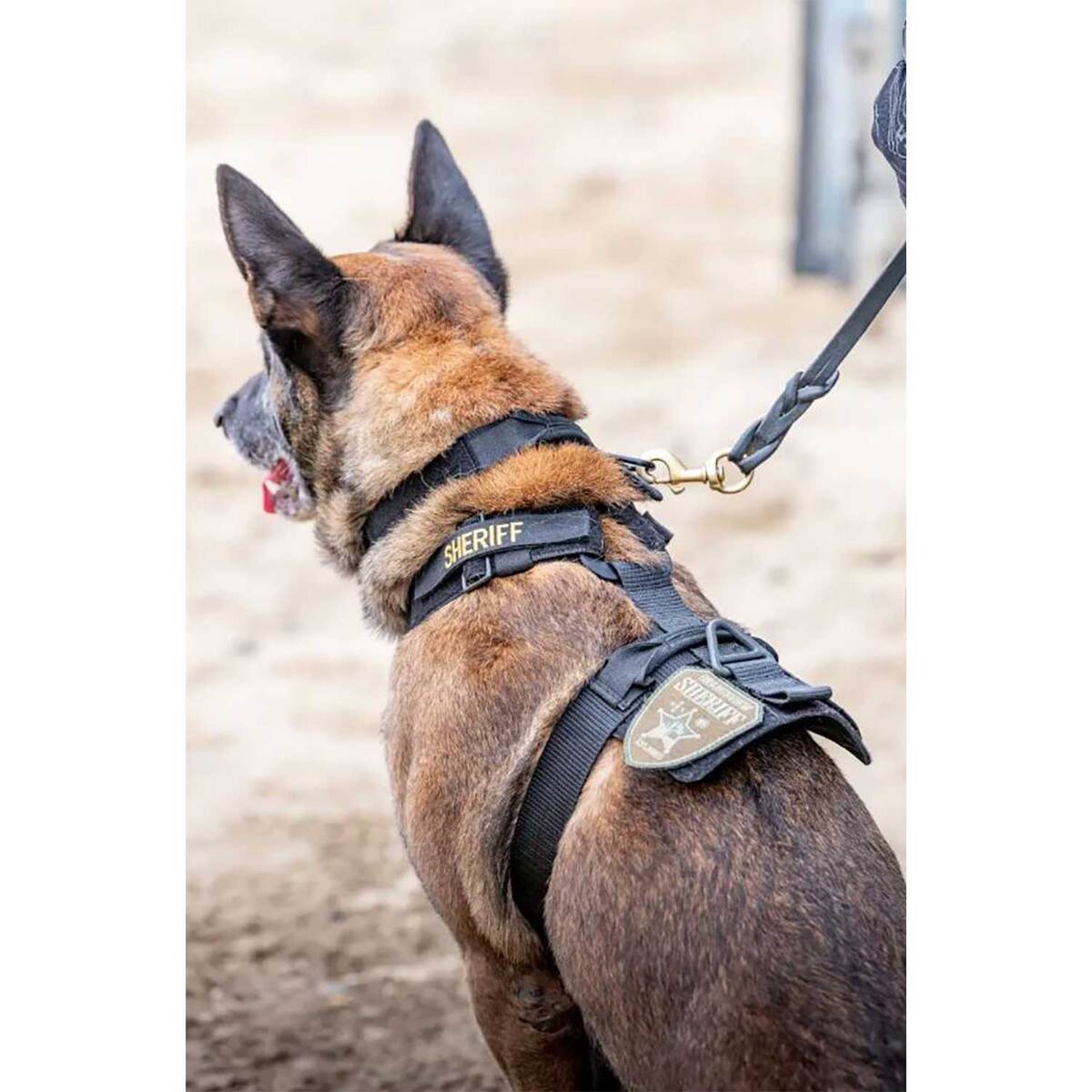 AROS K9 HARNESS - RGR GRN-XL 6 AROS K9 HARNESS - RGR GRN-XL