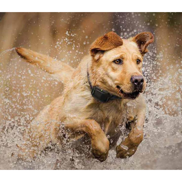 Dogtra 202C Electronic Dog Collar