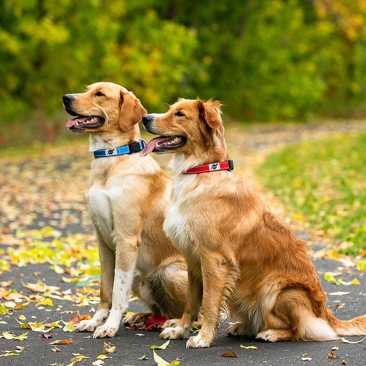 ROCT Outdoors Trailhead Padded & Lined Traditional Collar