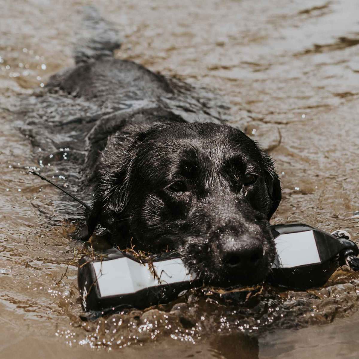 Avery Sporting Dog PerfectHold HexaBumper Dog Training Bumper - Orange 3 Avery Sporting Dog PerfectHold HexaBumper Dog Training Bumper - Orange