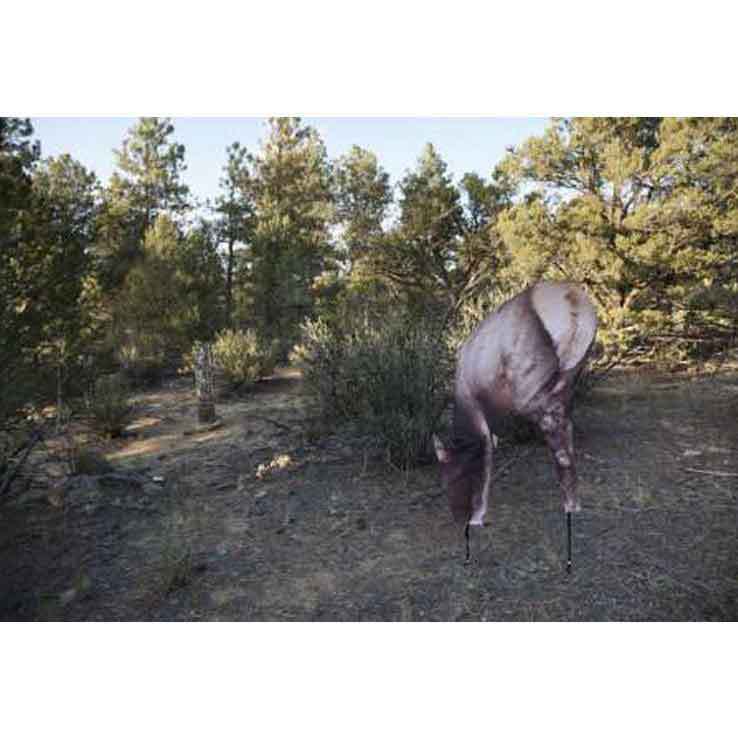Montana Miss September Feeding Cow Elk Decoy