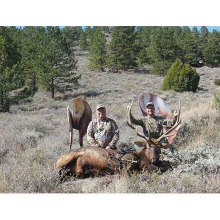 Montana Miss September Feeding Cow Elk Decoy 3 Montana Miss September Feeding Cow Elk Decoy