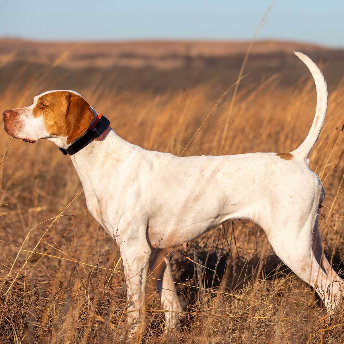 Garmin Alpha LTE Trainning Collar 7 Garmin Alpha LTE Trainning Collar