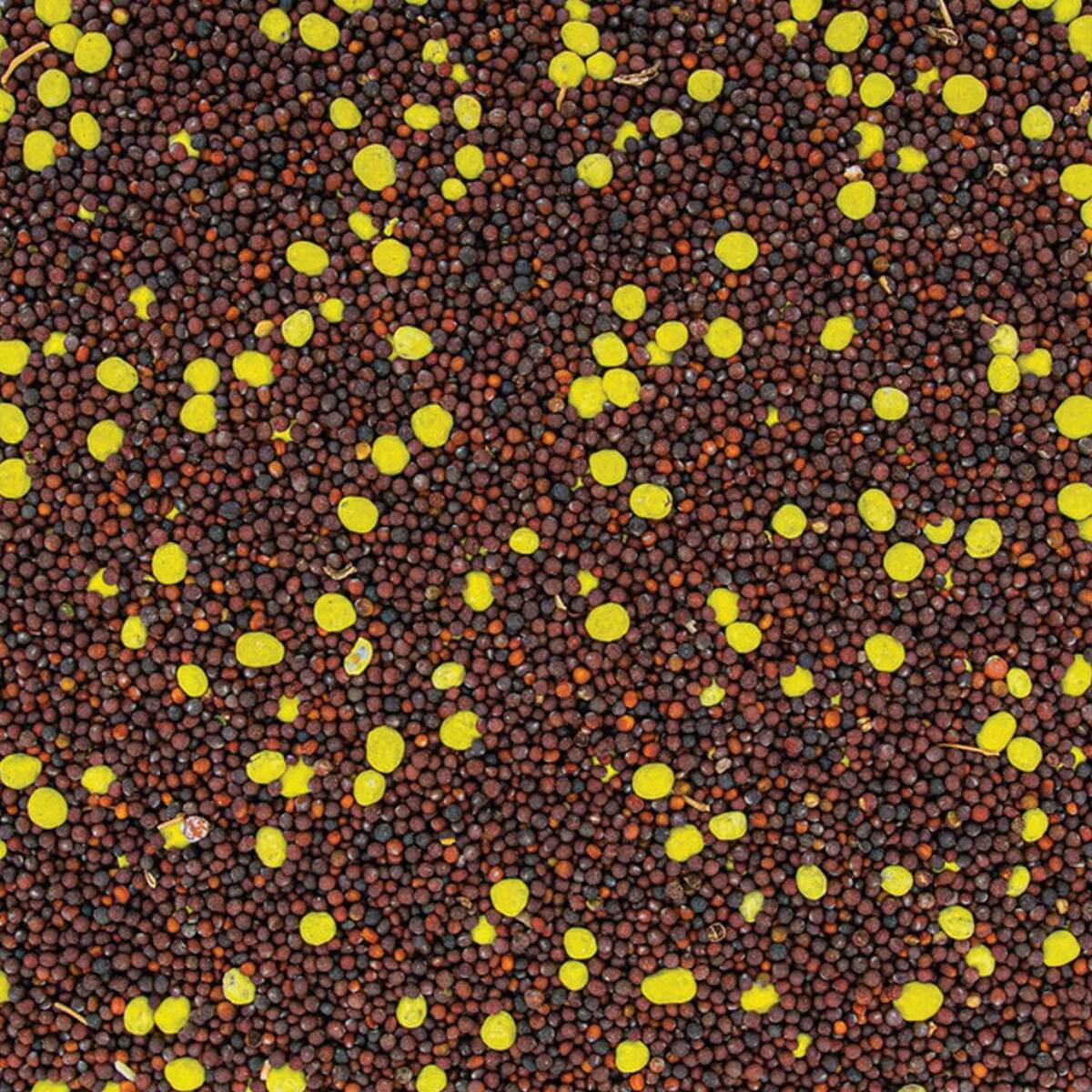 Evolved Countdown Plot Seed - 3lbs 3 Evolved Countdown Plot Seed - 3lbs