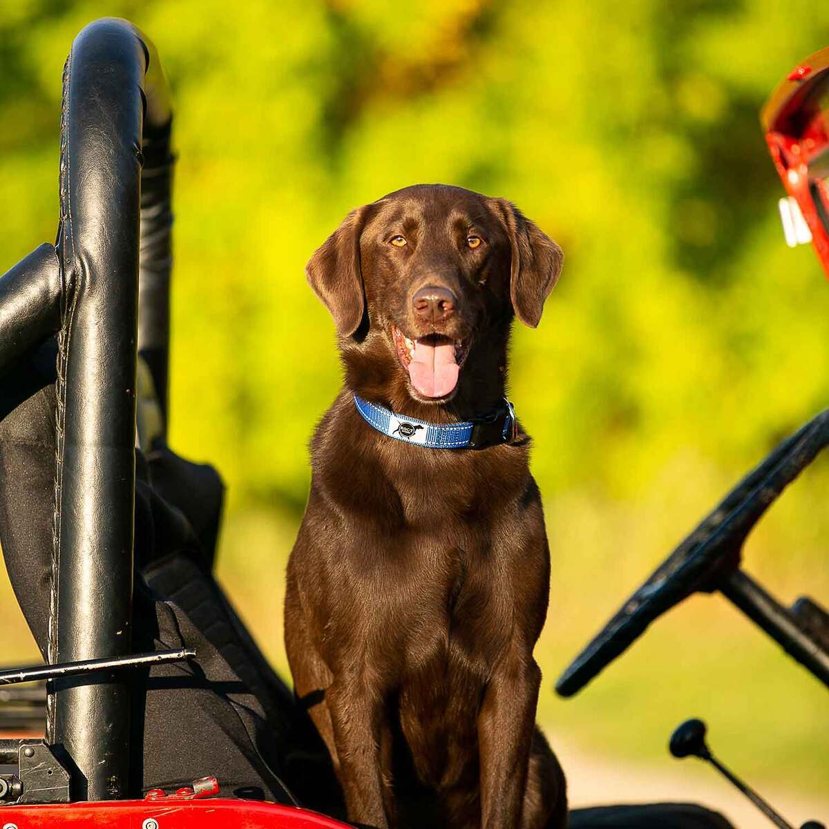 ROCT Outdoors Trailhead Padded & Lined Traditional Collar - Large, Blue