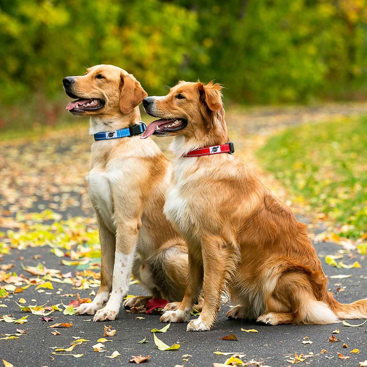 ROCT Outdoors Trailhead Padded & Lined Traditional Collar - Large, Blue 3 ROCT Outdoors Trailhead Padded & Lined Traditional Collar - Large, Blue